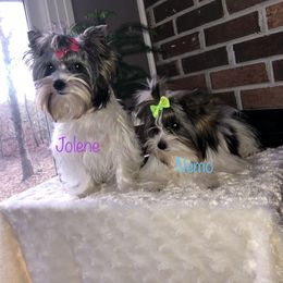 Yorkshire Terrier Puppies from Mountain Magic Yorkies