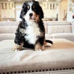 Bernese Mountain Dog Puppies from Golden Willow Puppies