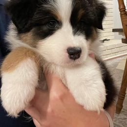 Australian Shepherd Puppies from 4t Aussies