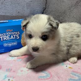 Krispies - Blue merle female Australian Shepherd puppy in Warsaw, Missouri from Siercks Ranch Aussies