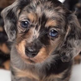 Phoebe - Dapple male Dachshund puppy in Norman, Oklahoma from Liberty Acres OK