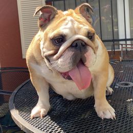 Calypso - Bulldog