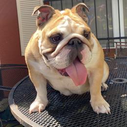 Calypso - Bulldog
