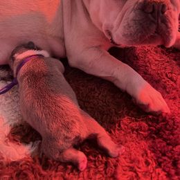 French Bulldog Puppies from Orderofthebulldogs, LLC