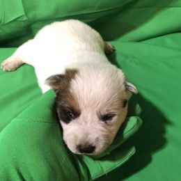 L61-08 - Red speckled male Australian Cattle Dog puppy in Sheridan, Oregon from 6pk Cattledogs