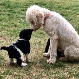 Goldendoodles from Piney Ridge Puppies