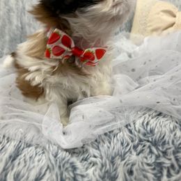Shih Tzu Puppies from Bay Area Shih Tzu