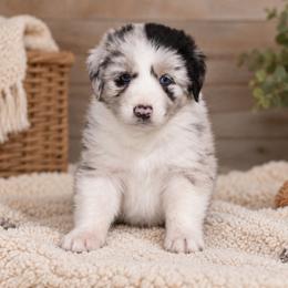 Cash - Blue merle male Australian Shepherd puppy in Placerville, California from BFF Aussies