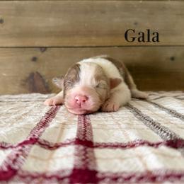 Gala - Red merle female Australian Shepherd puppy in Kearney, Nebraska from Helix Aussies