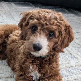 Riv - Cockapoo