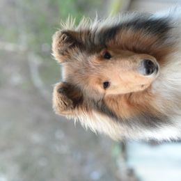 Twist - Collie