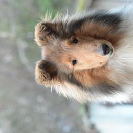 Twist - Collie