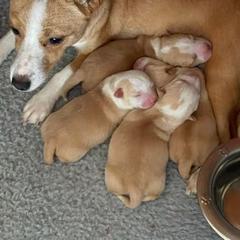 Miniature American Shepherd and Portuguese Podengo Pequeno Puppies from Kaprikorn