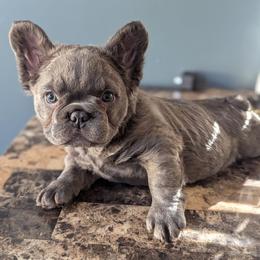 Kardashian - Blue female French Bulldog puppy in Rochester, New York from Upstate Champion Kennels