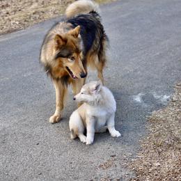Native American Indian Dog Puppies from Seven Sisters Canids