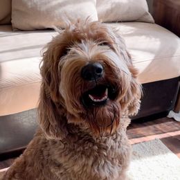 Neko - Goldendoodle