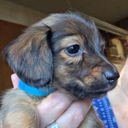 Lizbeth's longhair shaded red  boy - Red male Dachshund puppy in Caldwell, Idaho from Dozendachs