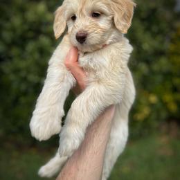 Ireland - Apricot female Aussiedoodle puppy in Claremont, North Carolina from Magnolia Grove Farms