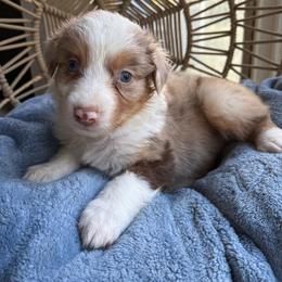 Ember - Red merle female Australian Shepherd puppy in Grants Pass, Oregon from Carmel Mountain Aussies