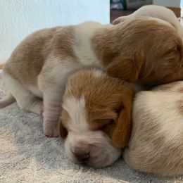 Basset Hounds from Prairie Trail Bssets