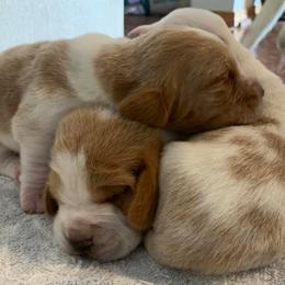 Basset Hounds from Prairie Trail Bssets