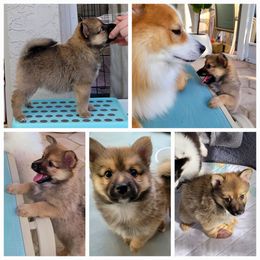 Girl 2 - Icelandic Sheepdog puppy in Osprey, Florida from Seabreeze Icelandics