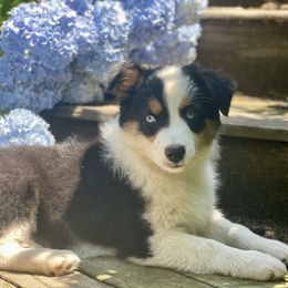 Pupakea - Australian Shepherd puppy from Cranberry Hill Aussies