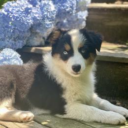 Pupakea - Australian Shepherd puppy from Cranberry Hill Aussies