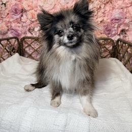 Asada - Blue merle female Pomeranian puppy in Newport News, Virginia from Nel’s Pomeranians