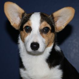 American Corgis and Dachshunds from Bravehart Farm