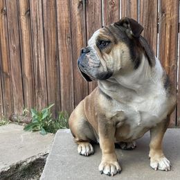 Bulldogs from Alejandro's Bulldogs
