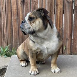 Bulldogs from Alejandro's Bulldogs