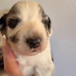 Topaz - Blue merle male Australian Shepherd puppy in Ellensburg, Washington from Creekside Aussies