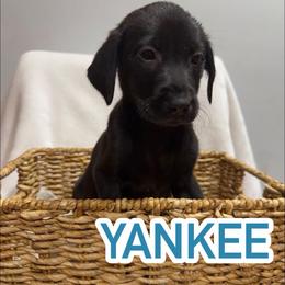 Yankee - Black male Labrador Retriever puppy in Lucasville, Ohio from Backwoods Labradors