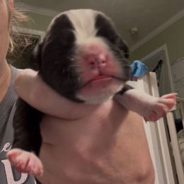 Girl 1 - Brindle female Boxer puppy in Ekron, Kentucky from Best Friends Euro Boxers (BFEBK)