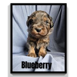 BLUEBERRY - Blue merle Assorted Doodle Crosses puppy in Rainier, Oregon from Seven Petals Farm