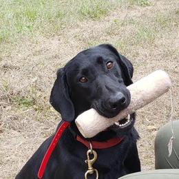 indy - Labrador Retriever
