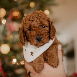 Goldendoodle and Sheepadoodle Puppies from Dooling Doodles