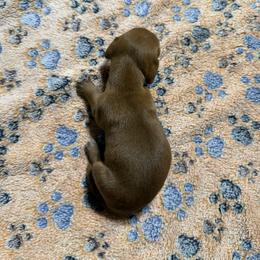 Dachshund Puppies from Witchy Woman’s Wiener’s