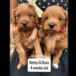 Ross - Red male Cavapoo puppy in Pleasant Grove, Utah from Destination Doodles