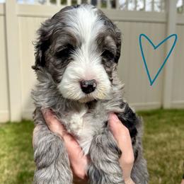 Super Star - Teal - Girl 2 - Blue merle female Bernedoodle puppy in South Jordan, Utah from Ellas.Pups (Bernedoodles & Cavapoos)
