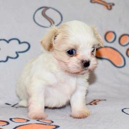Cinnamon Roll - Cream and white male Shih Tzu puppy in Stroud, Oklahoma from Laik’s Little Shihtz & Poms