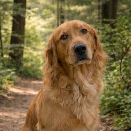 Georgia - Golden Retriever