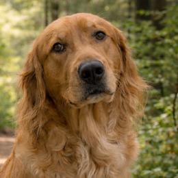 Georgia - Golden Retriever