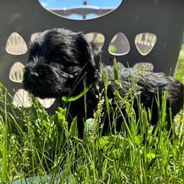 Green boy - Black male Miniature Schnauzer puppy in Gillette, Wyoming from T’s Little Schnauzers
