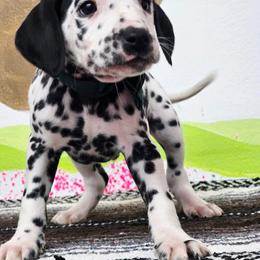 Duke - White and black male Dalmatian puppy in Sedalia, Missouri from Missouri Dalmatians