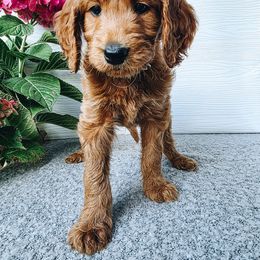 Dinah - Apricot female Goldendoodle puppy in Everett, Washington from Big Top Doodles