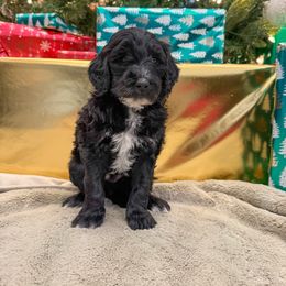 Blue - Black male Goldendoodle puppy in Tecumseh, Nebraska from Down South Doodles