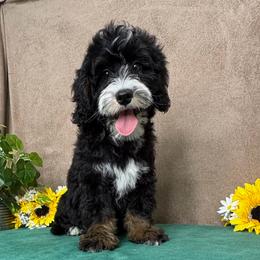 Windy - Tri-color female Bernedoodle puppy in Seymour, Missouri from D and D’s Dandy Doodles