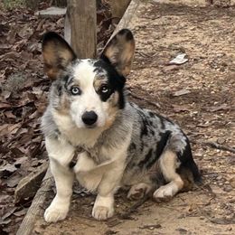 Waylon - Pembroke Welsh Corgi